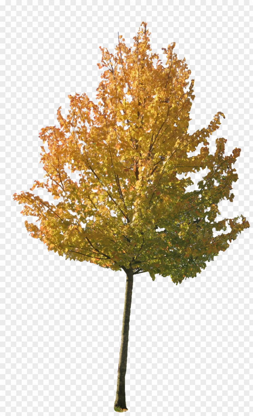 Tree Autumn Maple PNG