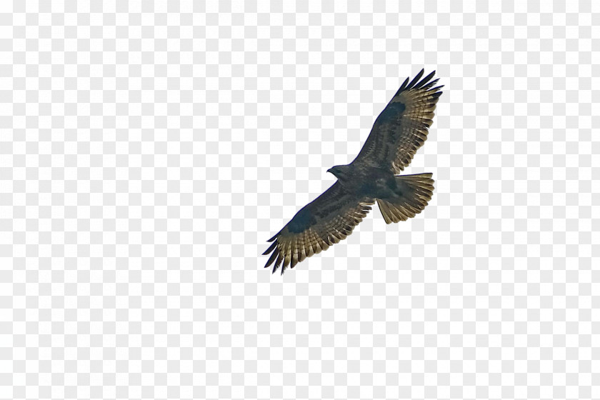 Air Free Eagle Bald Statue Of Liberty Bird Hawk PNG