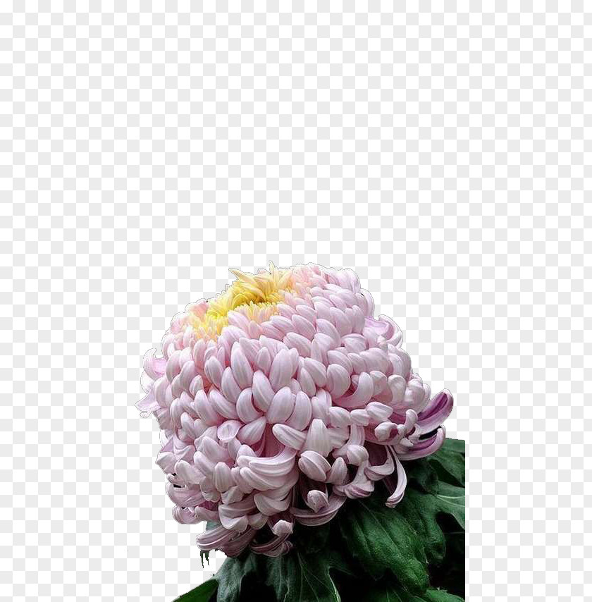 Chrysanthemum Petal Euclidean Vector PNG