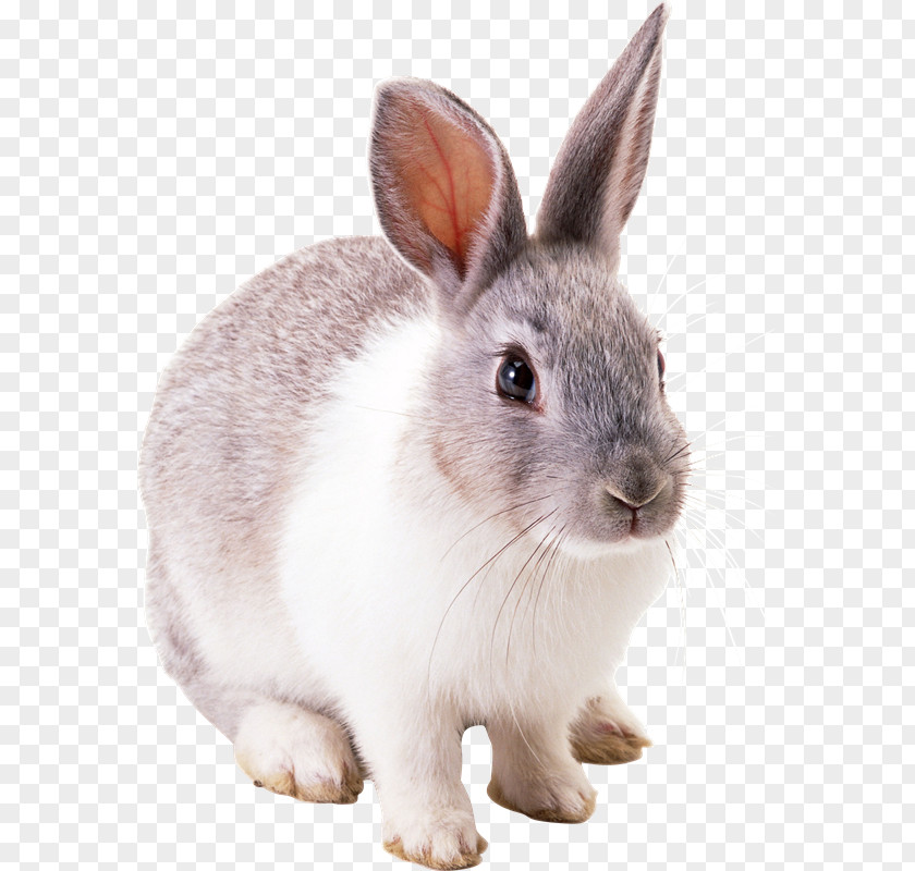 Conejos European Rabbit Domestic Easter Bunny PNG
