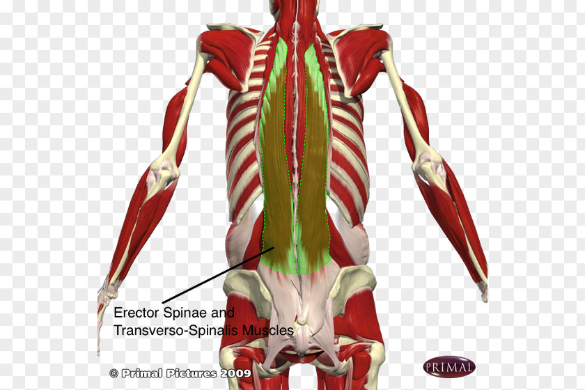 Erector Spinae Muscles Vertebral Column Iliocostalis Transversospinales PNG