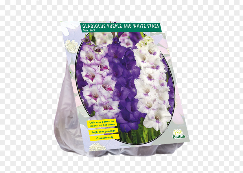Gladiolus Cut Flowers Bulb Purple PNG
