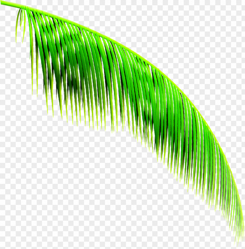 Green Cool Summer Leaves Beautiful View Cartoon PNG