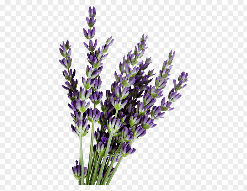 Lavender Drawing Portable Network Oil English Essential Clip Art PNG