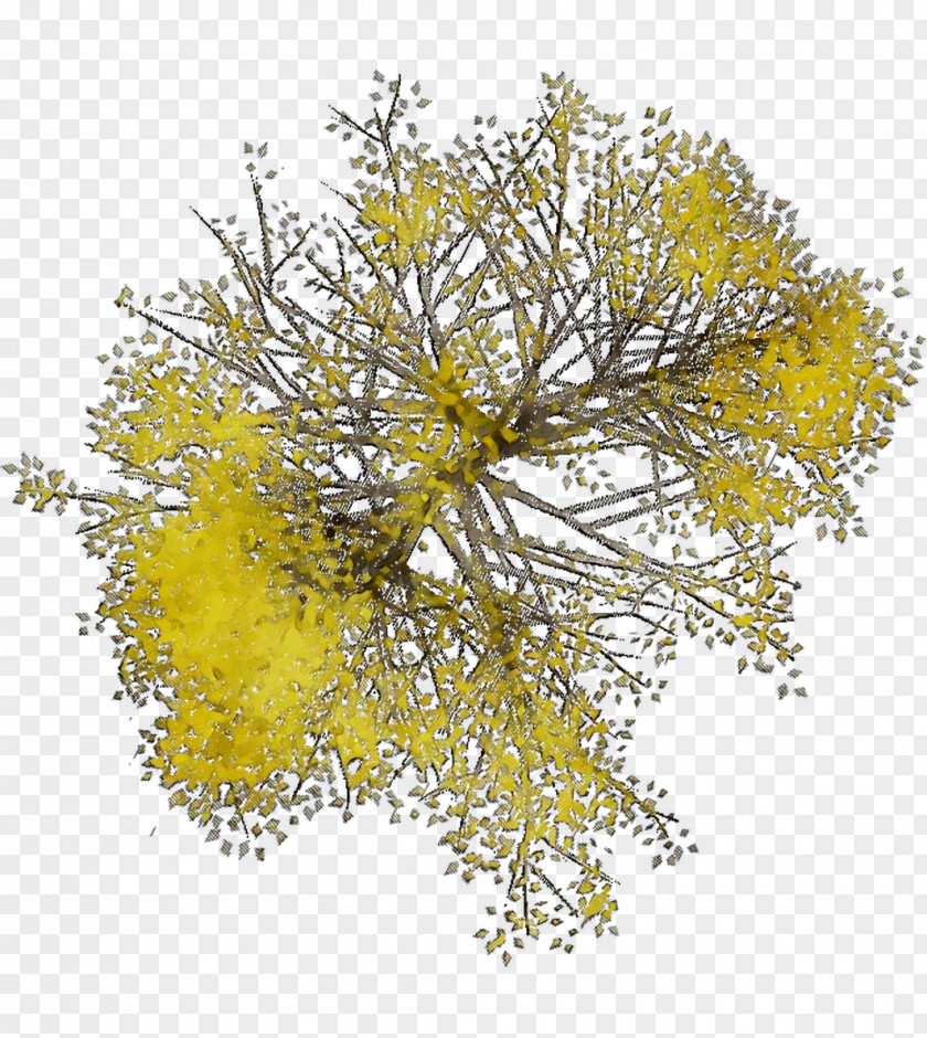 Mimosa PNG