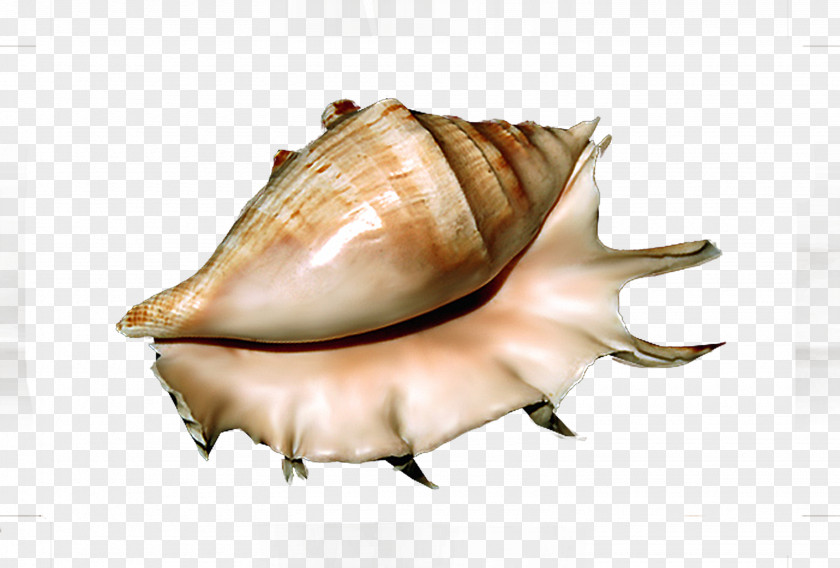 Seashell PhotoScape Clip Art PNG