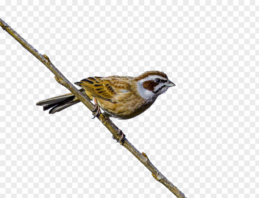 The Sparrow On Treetops House Bird Finch PNG