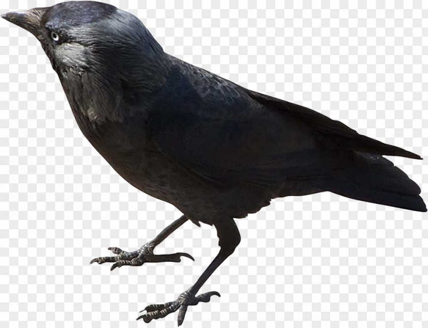 Bird American Crow Rook New Caledonian Western Jackdaw Eurasian Magpie PNG