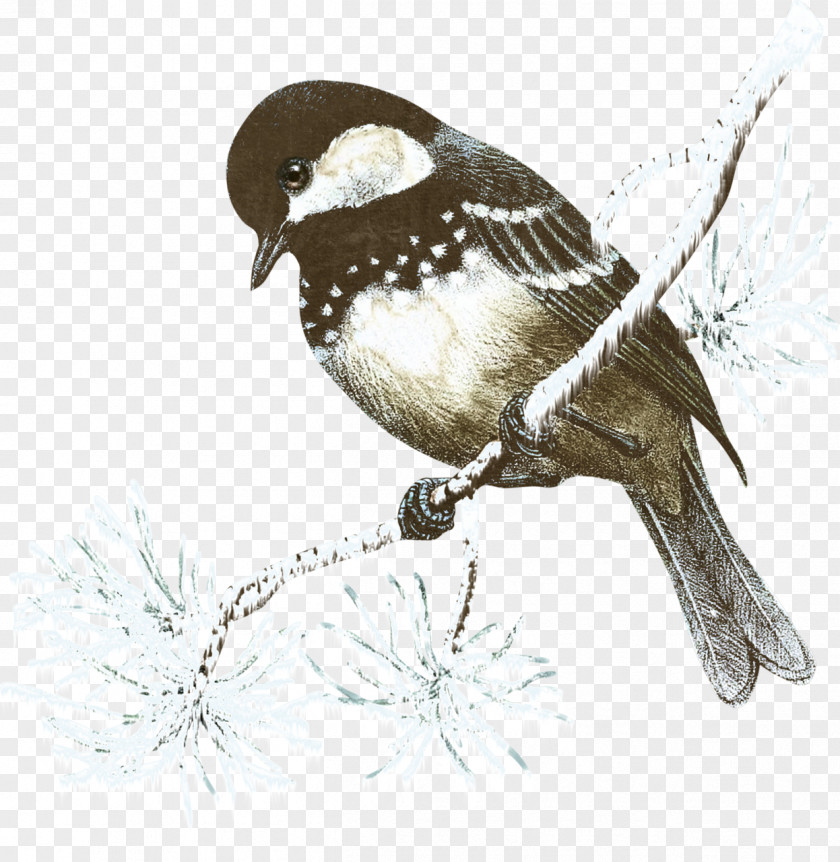 Birds Christmas Bird Idea PNG