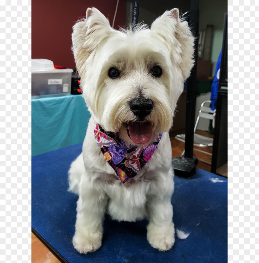 Dog Hairdress West Highland White Terrier Cairn Schnoodle Maltese Companion PNG