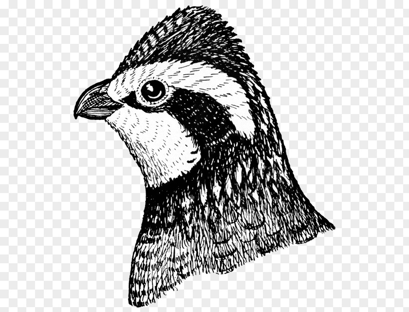 Falcon Accipitridae Pencil PNG