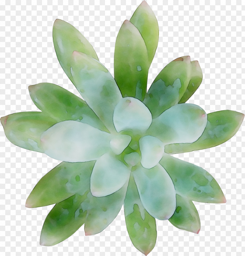 Flower PNG