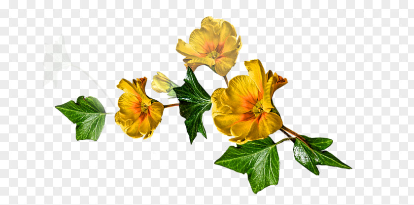 Phere Ornament Alstroemeriaceae Rose Family Cut Flowers PNG