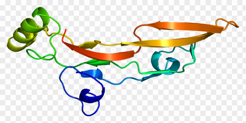 TGF Beta 2 Transforming Growth Factor 1 Cytokine PNG