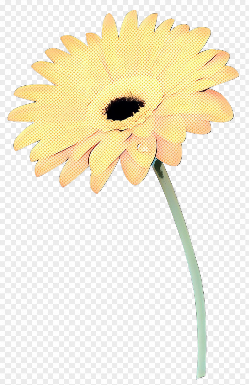 Transvaal Daisy Oxeye Cut Flowers Petal Plant Stem PNG