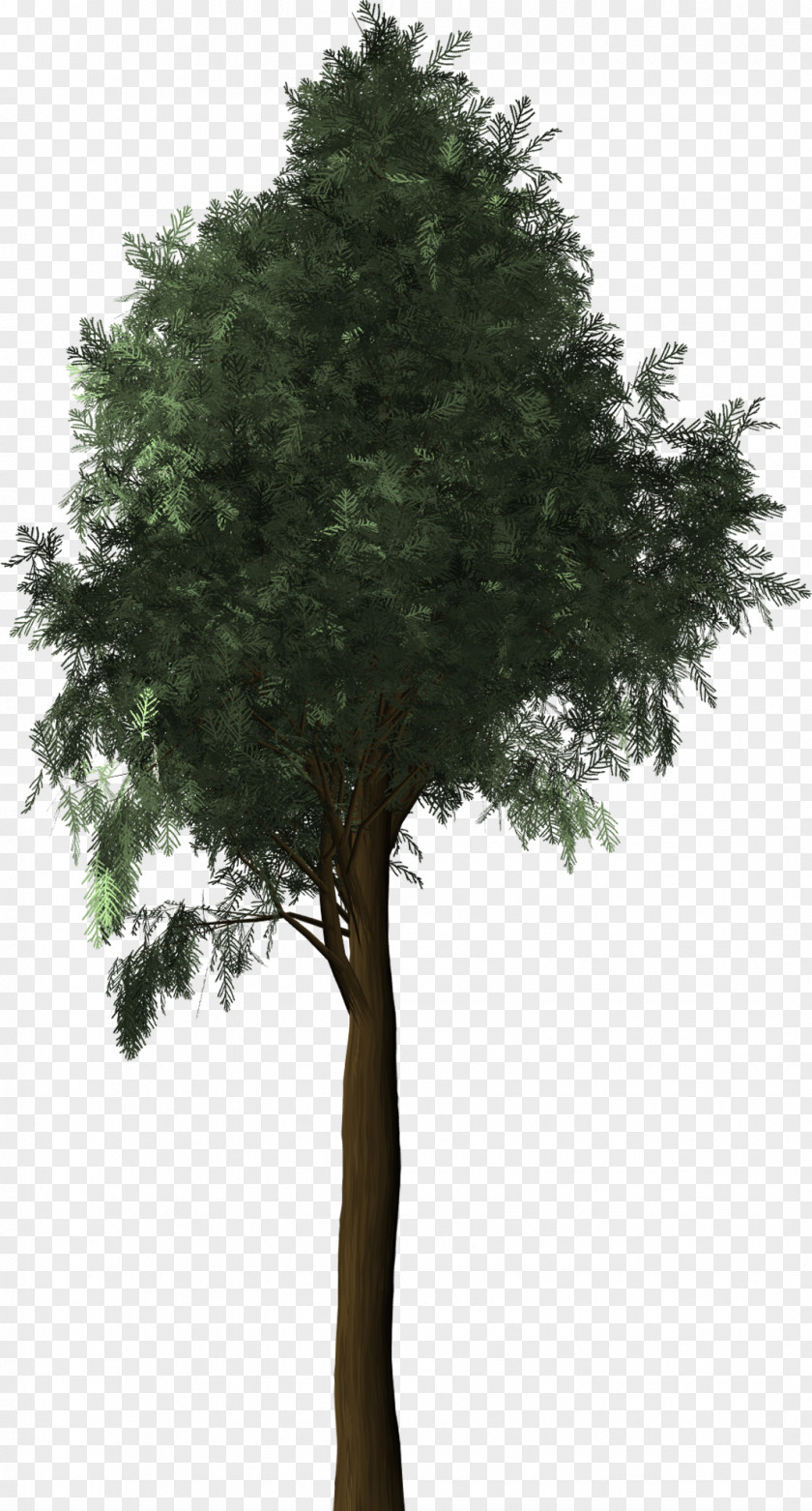 Tree Mediterranean Cypress Evergreen PNG