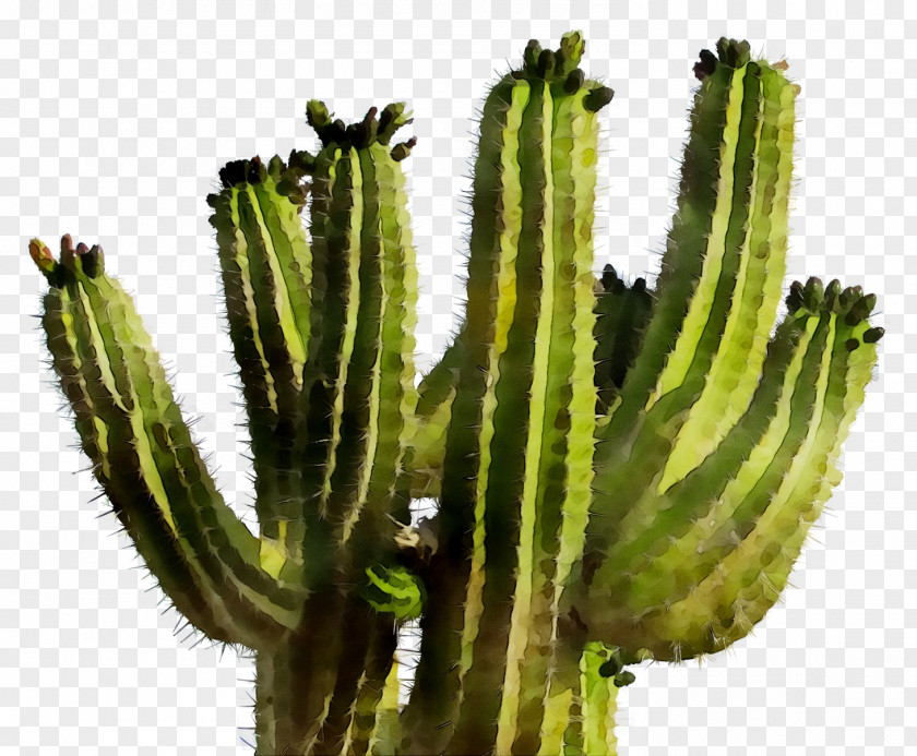 Cactus Succulent Plant Saguaro Thorns, Spines, And Prickles Flowering PNG
