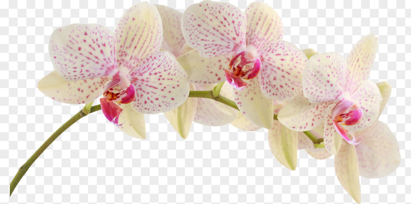 Flower Moth Orchids Clip Art PNG