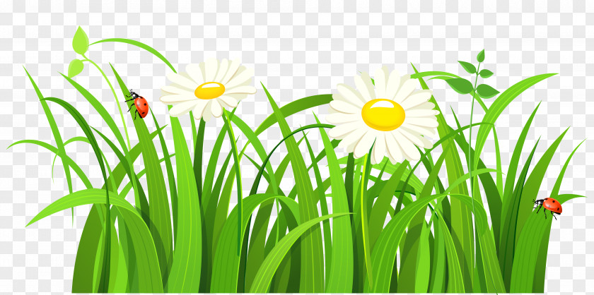 Grass With Daisies And Lady Bugs Clipart Clip Art PNG
