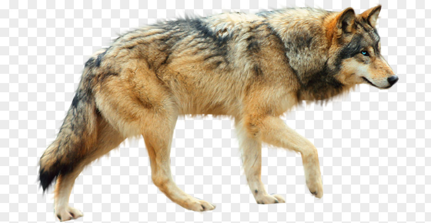Sign Wolf Dog Arctic Coyote PNG