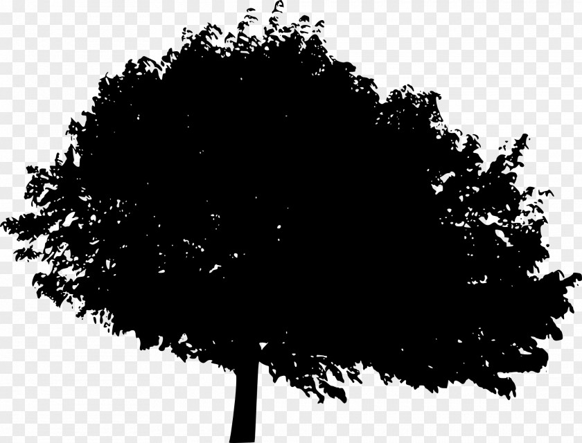 Tree Silhouette Desktop Wallpaper Woody Plant PNG