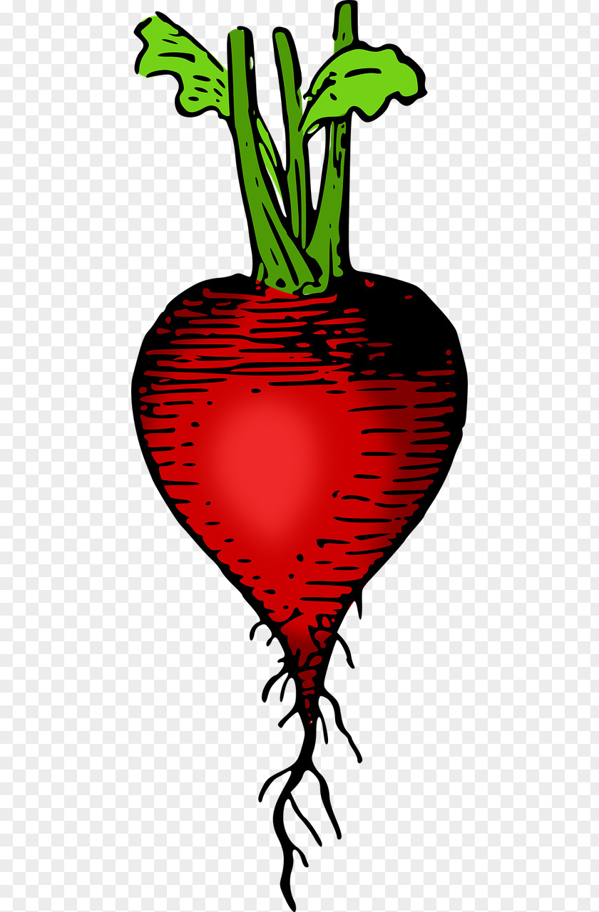 Vegetable Food Daikon Garden Radish Clip Art PNG