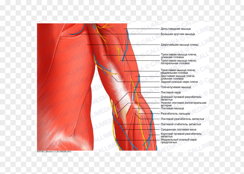 Arm Anatomy Muscle Elbow Shoulder PNG