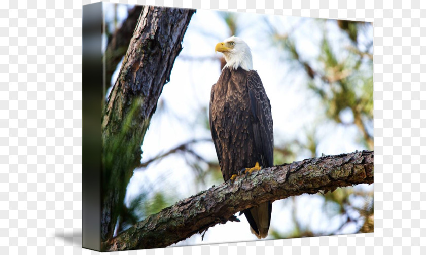 Bald Eagles Head Eagle Photography By Jim Crotty | Picture Ohio LLC Art Imagekind PNG