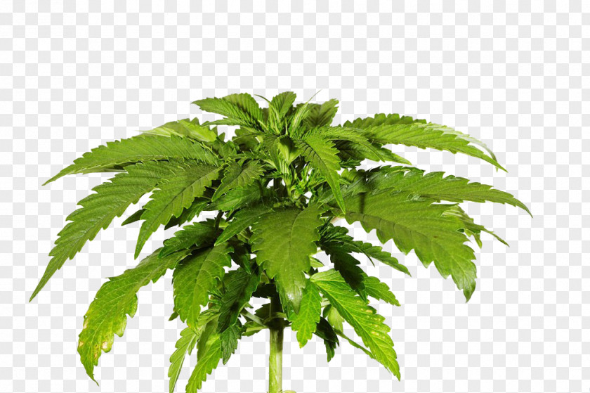 Cannabis Leaves Photography Sativa Skunk PNG