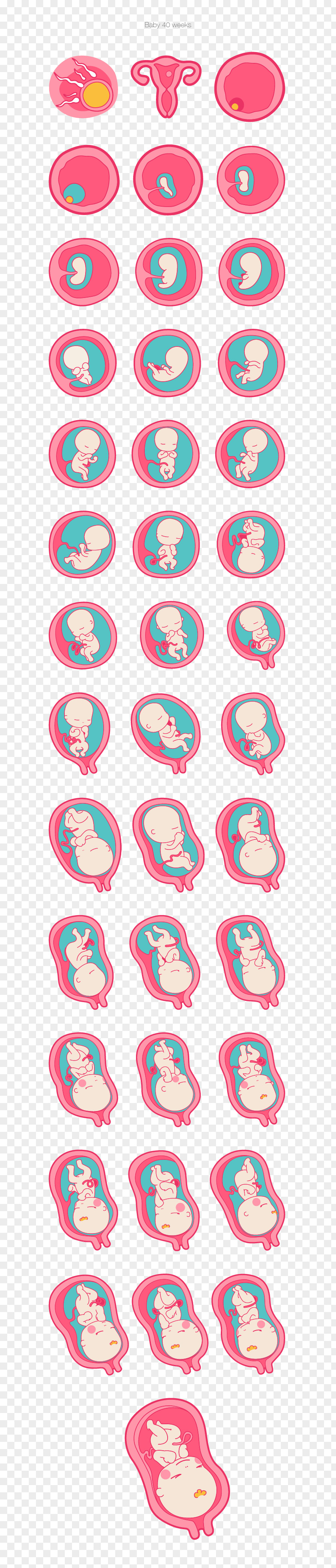 Cycle Pregnancy Image Fertilisation Infant Prenatal Development PNG