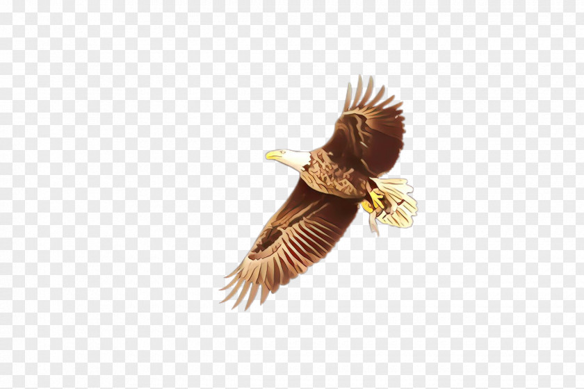 Falconiformes Pheasant Eagle Cartoon PNG