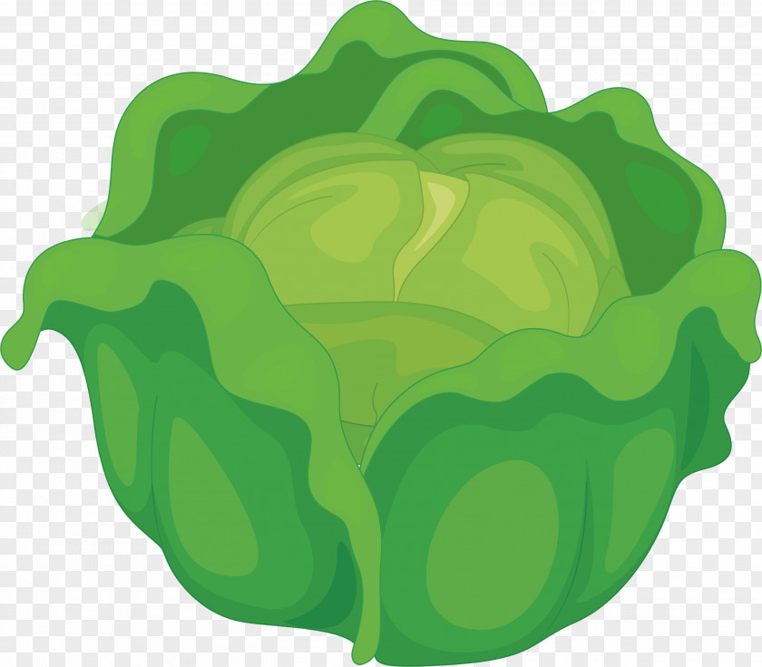 Green Cabbage Vegetable Computer File PNG