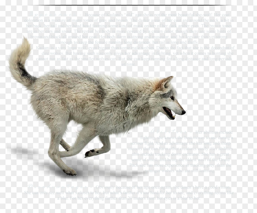 Wolfdog Coyote Gray Wolf Fur Wildlife PNG