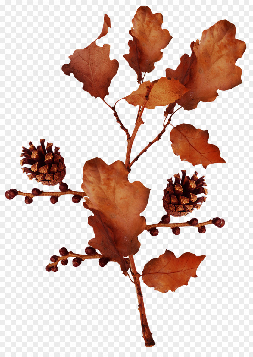 Autumn Branches Acorn Clip Art PNG