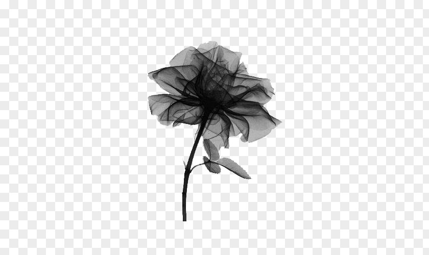 Black Sand Rose X-ray Radiography Light PNG