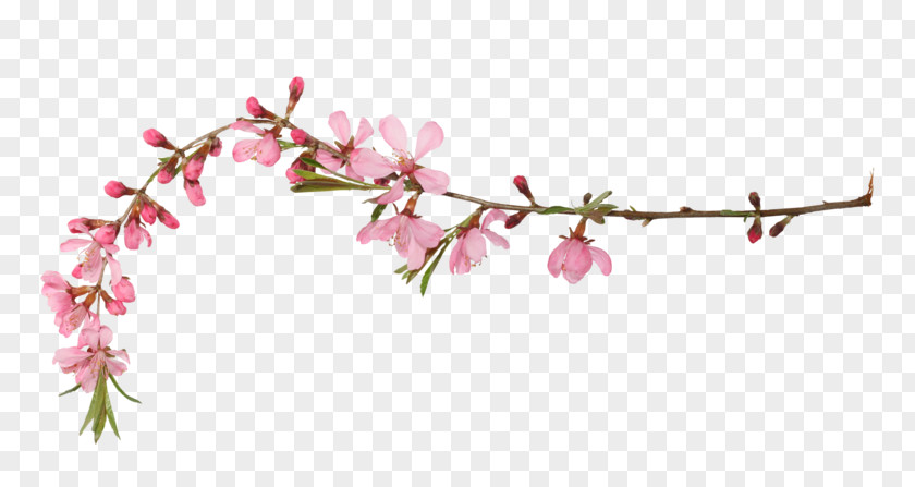 Cherry Blossom Spring Clip Art PNG