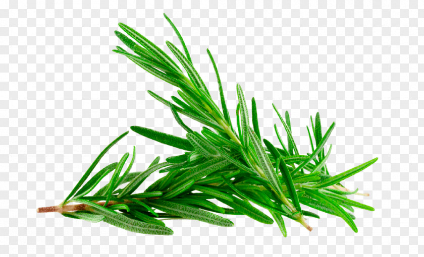 Herbaceous Plant Rosemary Gum Trees Essential Oil PNG