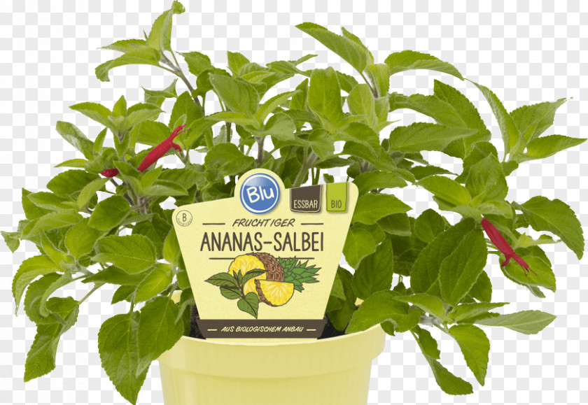 Mexiko Herb Salvia Elegans Common Sage Lemon Thyme Pineapple PNG