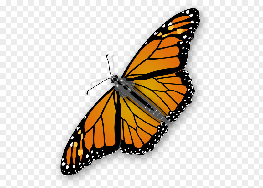 Orange Butterfly Image Butterflies Download Clip Art PNG