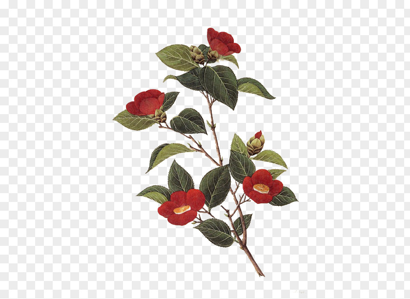 Chinese Rose Japanese Camellia Giclxe9e PNG