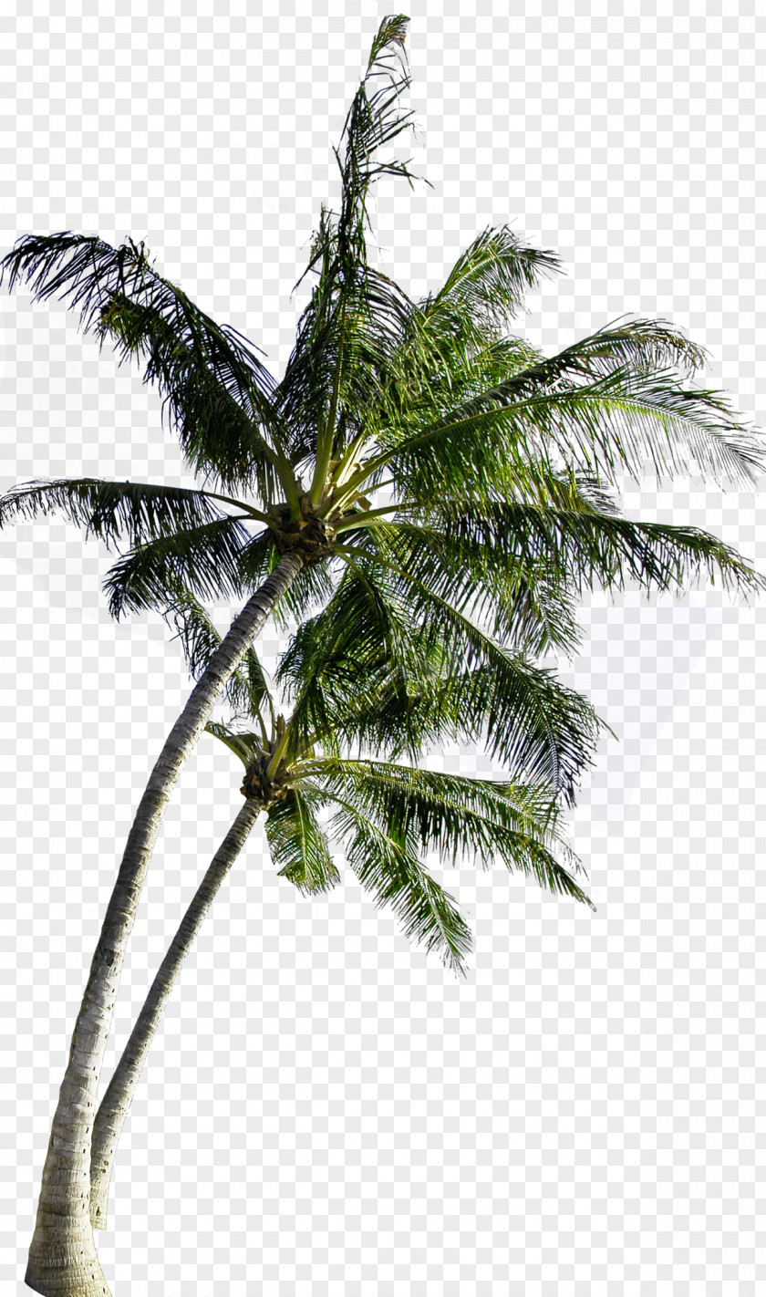 Coconut Tree Computer File PNG