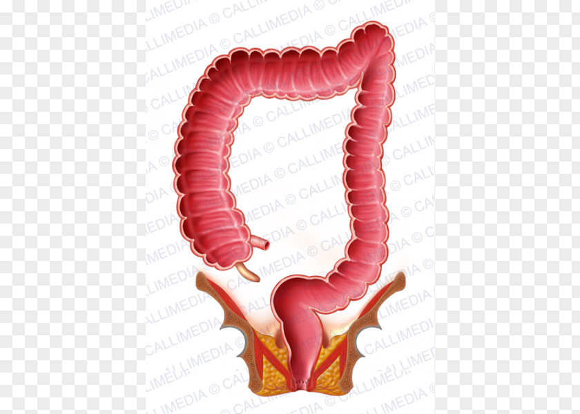 Large Intestine Rectum Small Digestion PNG
