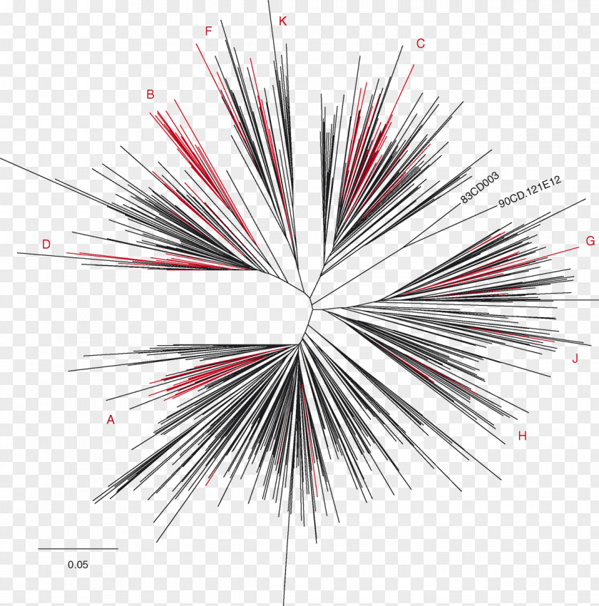 Red Allogeneic Virus Cell AIDS Phylogenetic Tree Evolution Kaposi's Sarcoma Phylogenetics PNG