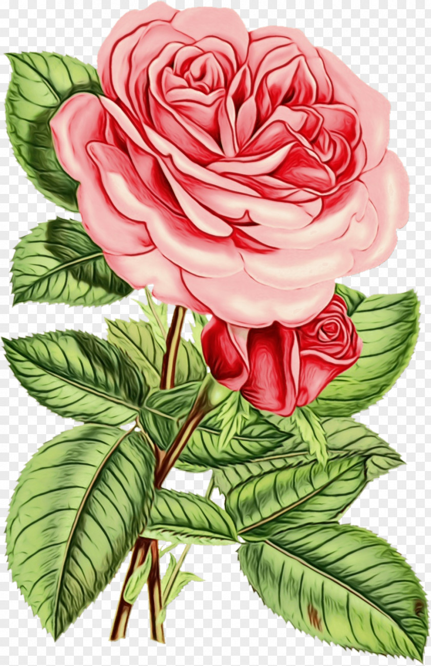 Rose Family Petal Garden Roses PNG
