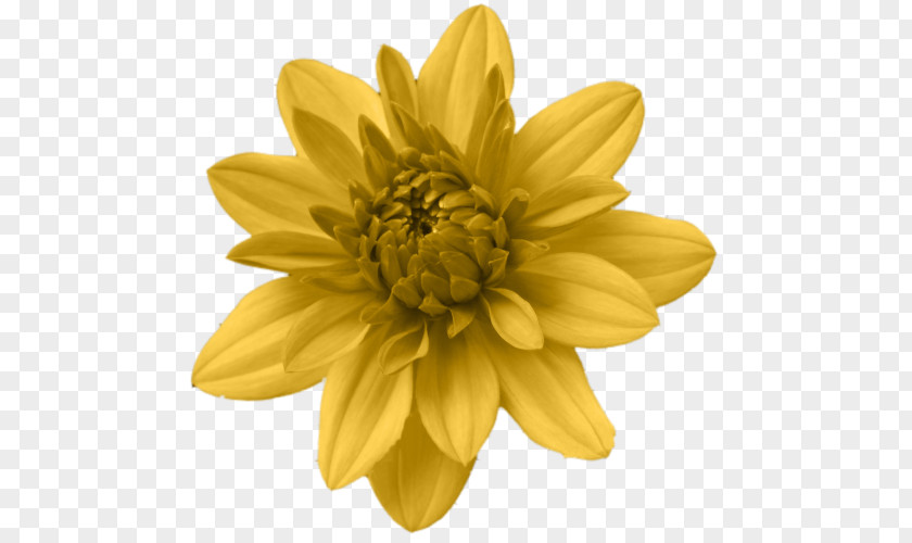 Sunflower PNG