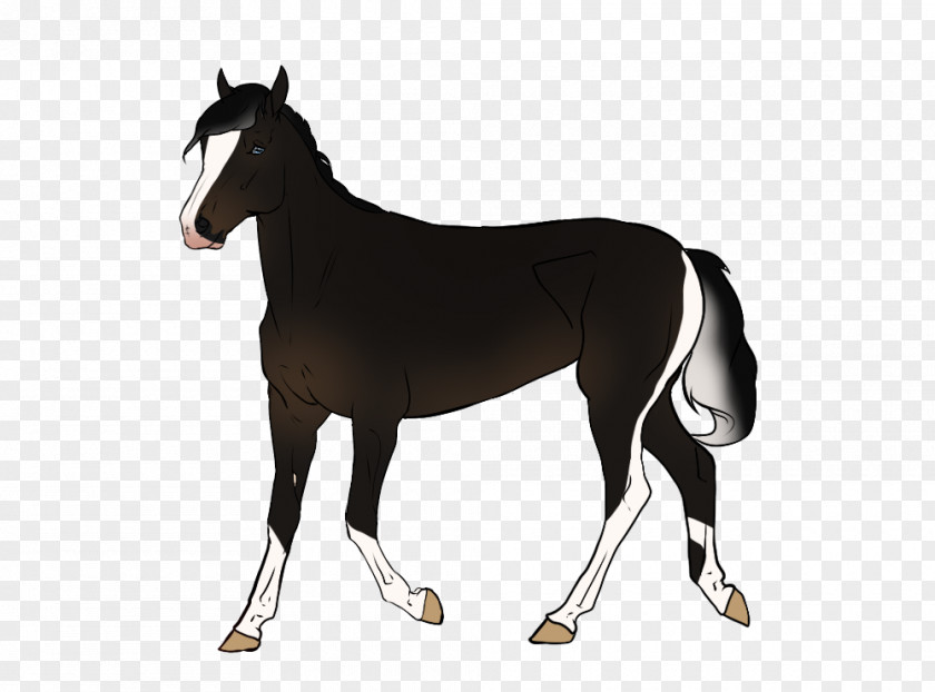 Babbon Border Mustang Foal Mare Stallion Halter PNG