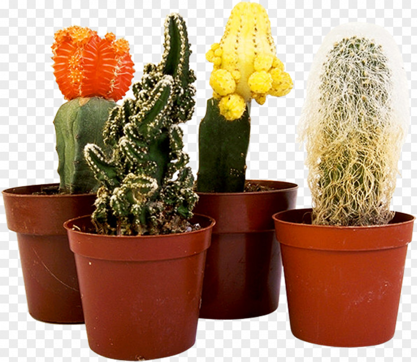 Cactus Houseplant Cactaceae Flower PNG