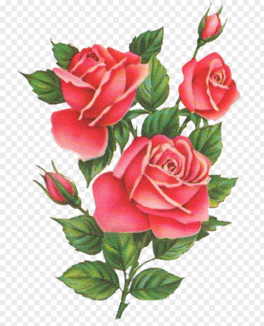 Flower Garden Roses Cabbage Rose Floribunda Floral Design Cut Flowers PNG