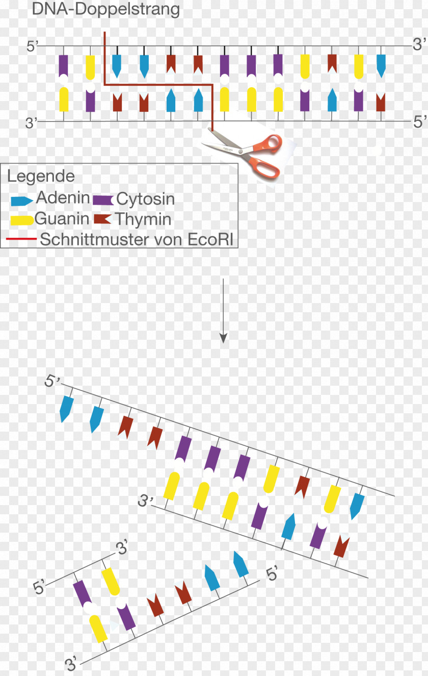 Mobile Tech Restriction Enzyme EcoRI Cytosine Sticky And Blunt Ends Plasmid PNG