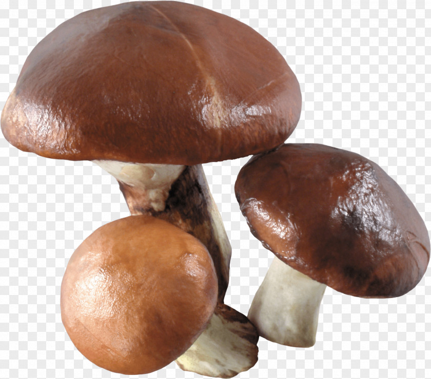 Mushroom Image Edible Common Wallpaper PNG